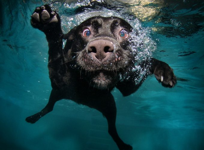 Wallpaper Dog, 5k, 4k wallpaper, puppy, black, underwater, funny, animal, pet, water bubbles, Animals 259766116